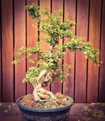 Zeer mooie bonsai Cotoneaster met speciale nebari, Ophalen