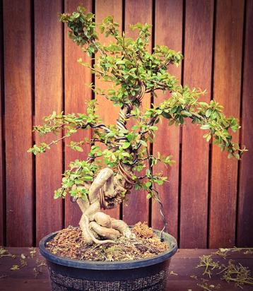 Zeer mooie bonsai Cotoneaster met speciale nebari  beschikbaar voor biedingen