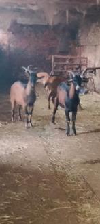 Franse Texelse lammetjes en geitengeitjes van een maand oud, Dieren en Toebehoren, Schapen, Geiten en Varkens