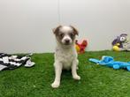 Kruising Chihuahua pups, België, Overige rassen, 8 tot 15 weken, CDV (hondenziekte)