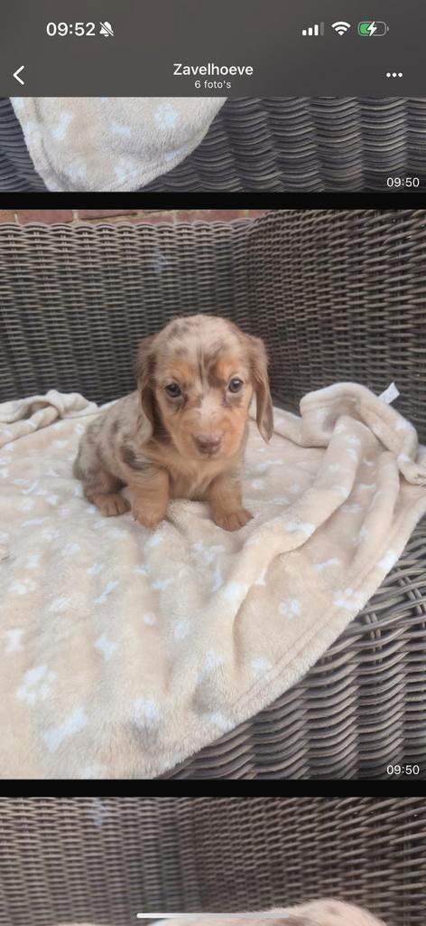 Prachtige langharige teckel pups met stamboom, Dieren en Toebehoren, Honden | Teckels en Dashonden, Meerdere dieren, Langhaar