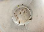 Bladdersnails te koop, Dieren en Toebehoren