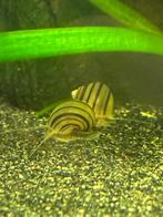 Dwergappelslak Asolene spixii, Dieren en Toebehoren, Vissen | Aquariumvissen, Slak of Weekdier, Zoetwatervis
