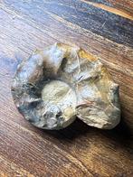 Ammonite Ceratites Spinosus, Enlèvement ou Envoi, Fossile