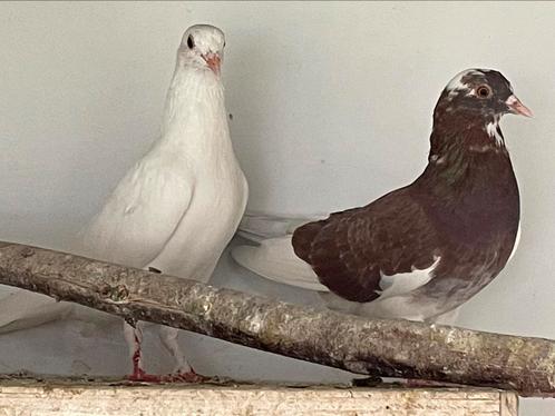 Birmingham Rollers, Dieren en Toebehoren, Vogels | Duiven, Meerdere dieren