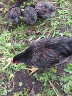 barnevelder blauw haan, Dieren en Toebehoren, Pluimvee