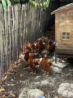 Jonge bruine leghennen, Dieren en Toebehoren, Pluimvee, Vrouwelijk, Kip