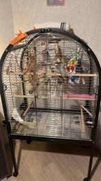 Pieptje te koop zeer lieve vogel, Domestique