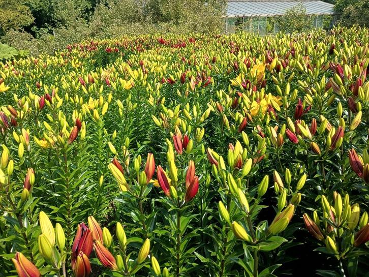 leliebollen verschillende grote ,van 3 tot 25 bloemen perb, Tuin en Terras, Planten | Tuinplanten, Ophalen of Verzenden