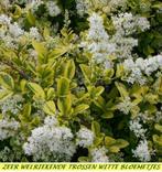 GELE HAAGLIGUSTER (ligustrum ov. "Aureum") 40/60 cm = 2€/st., Ophalen of Verzenden, Liguster, Haag, Minder dan 100 cm