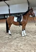 Super brave D pony, Dieren en Toebehoren, Merrie, Gechipt, Dressuurpony, M