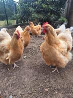 Orpington buff trio, Dieren en Toebehoren, Pluimvee, Meerdere dieren, Kip