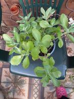 Plante : sedum, Enlèvement, Été