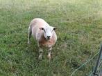 Schapen, Dieren en Toebehoren, Schapen, Geiten en Varkens