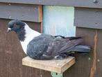 Moravische Strasser, Dieren en Toebehoren, Pluimvee, Geslacht onbekend, Overige soorten