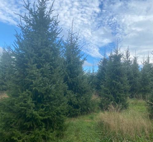 Kerstbomen te koop, Diversen, Kerst, Nieuw, Ophalen