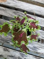 Coleus inky fingers gezonde plant met sierpotje., Huis en Inrichting, Ophalen, Overige soorten, In pot, Minder dan 100 cm