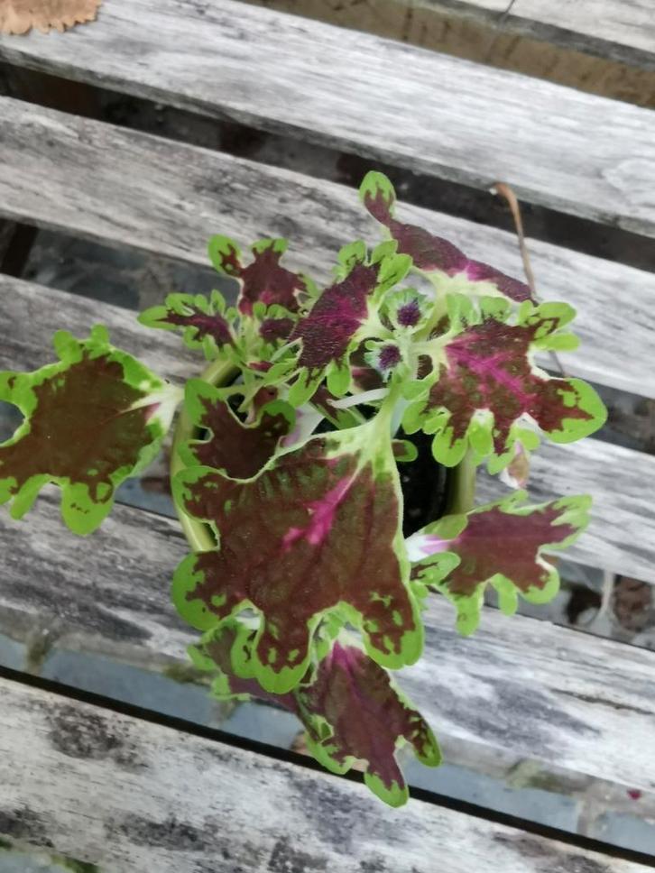 Coleus inky fingers gezonde plant met sierpotje., Huis en Inrichting, Kamerplanten, Overige soorten, Minder dan 100 cm, Groene kamerplant