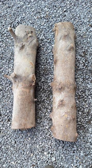 buis pour sculture beschikbaar voor biedingen