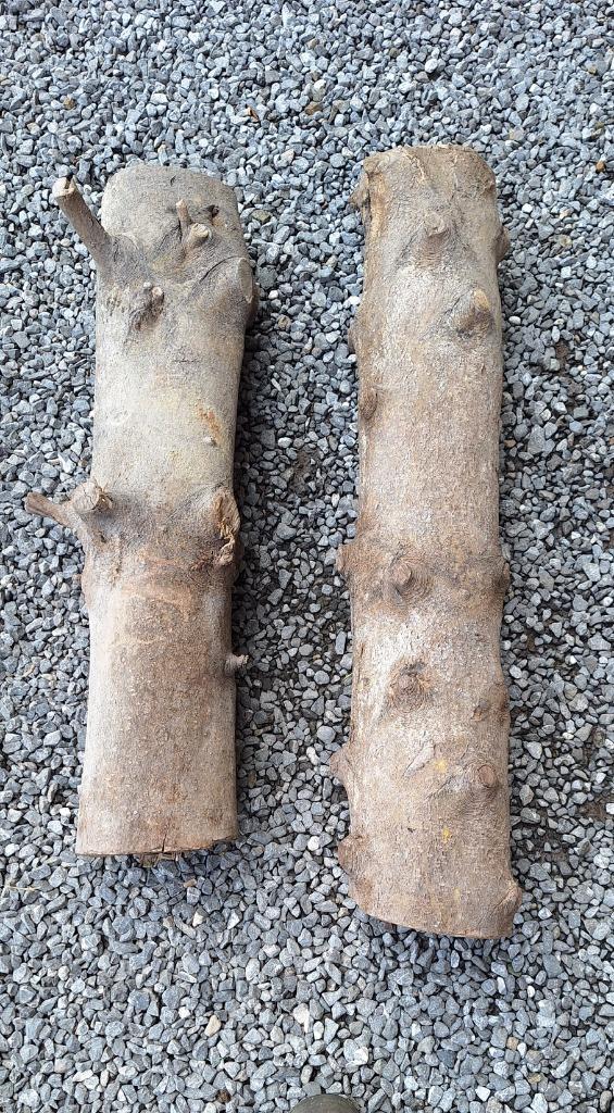 buis pour sculture, Diversen, Overige Diversen, Ophalen