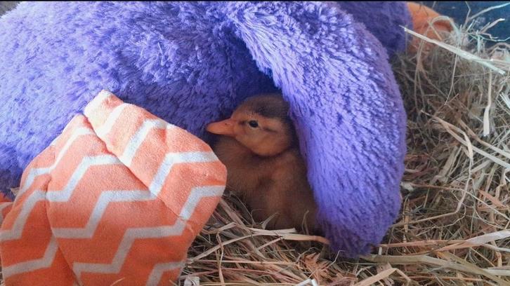 Handtamme Indische loopeendjes, Animaux & Accessoires, Volatiles