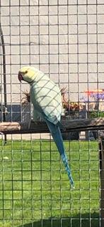 Halsbandparkieten Opalinebutterkop, Dieren en Toebehoren, Meerdere dieren, Parkiet, Geringd