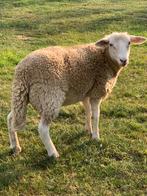 2 jonge ooien Swifter/Wiltshire Horn, Dieren en Toebehoren, Vrouwelijk, Schaap, 0 tot 2 jaar