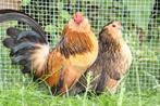 Anntwerpse Baardkriel tentoonstellingskwaliteit, Dieren en Toebehoren, Pluimvee, Meerdere dieren, Kip