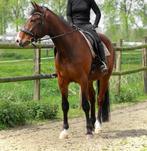 negenjarige ruin te koop, Dieren en Toebehoren, B, Ruin, 170 tot 175 cm, 7 tot 10 jaar