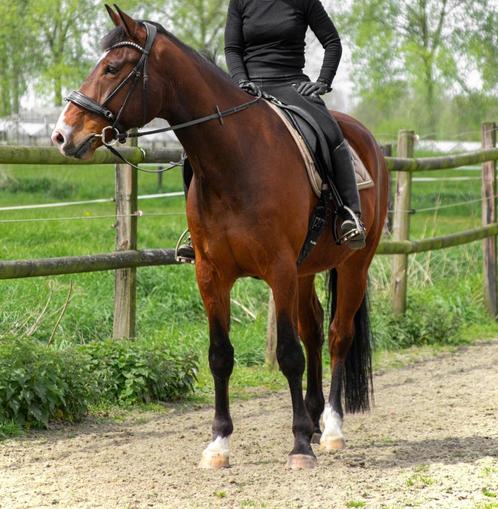 negenjarige ruin te koop, Dieren en Toebehoren, Paarden, Ruin, B, 170 tot 175 cm, 7 tot 10 jaar, Recreatiepaard, Met stamboom