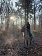 8 jarige konik merrie zoekt 5 sterren huisje, Dieren en Toebehoren, Paarden en Pony's | Verzorgingsproducten, Ophalen, Zo goed als nieuw