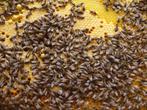 Abeilles Buckfast Dadant colonies