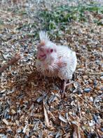 Twee weken oude callopsite albino te koop
