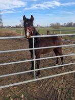 Heel mooi hengsten veulen!