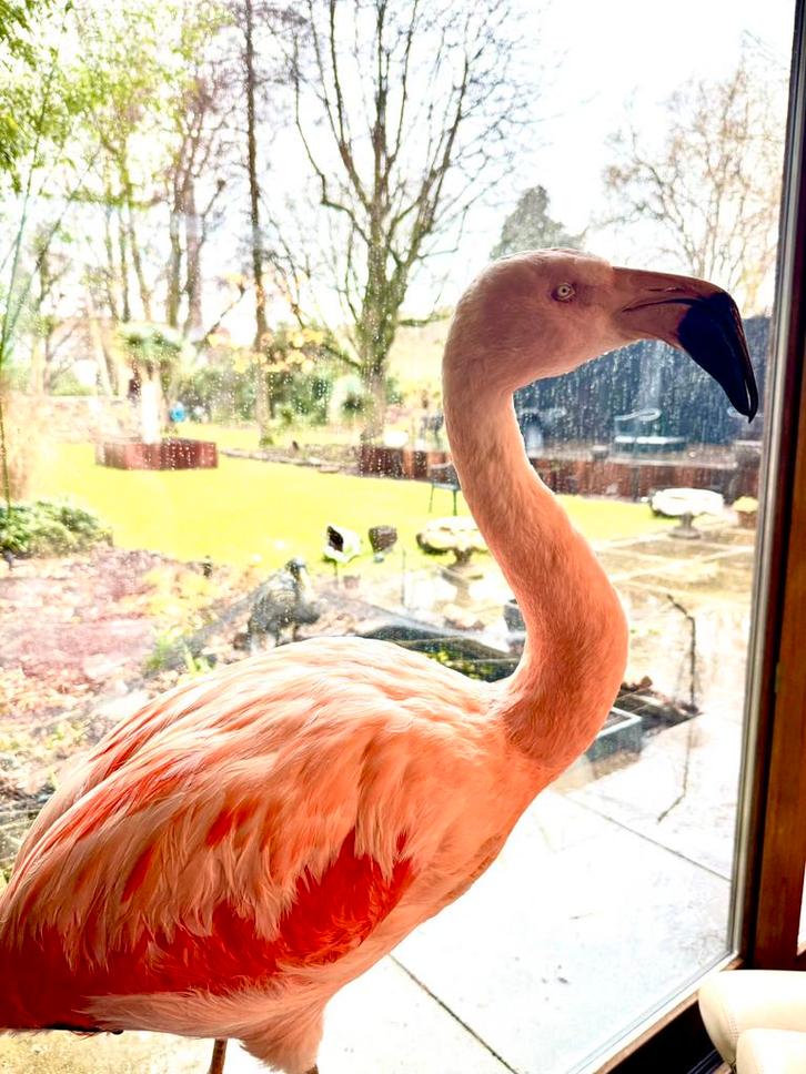 Taxidermie des flamants roses, Collections, Collections Animaux, Comme neuf, Enlèvement