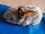 Knuffel muis /steiff 2171/10, Kinderen en Baby's, Speelgoed | Knuffels en Pluche, Ophalen of Verzenden