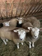 Texel rammen, Dieren en Toebehoren, Schapen, Geiten en Varkens, Mannelijk, Schaap, 0 tot 2 jaar