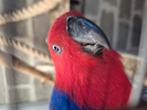 Edelpapegaai  koppel, Dieren en Toebehoren, Vogels | Parkieten en Papegaaien