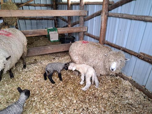 Devon agneau/ lam, Dieren en Toebehoren, Schapen, Geiten en Varkens, Schaap, Mannelijk, 0 tot 2 jaar
