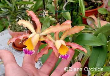 Orchidée rare Shomburgkia thomsoniana, Enlèvement ou Envoi