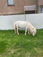 Hengst falabella, Dieren en Toebehoren, Pony's, Hengst, Gechipt