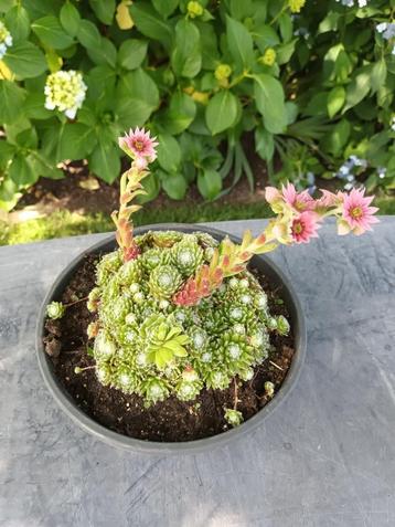 Sempervivum beschikbaar voor biedingen