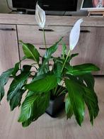 Spathiphyllum-plant, Ophalen