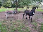 2 ezeltjes zoeken oppas, Verzorging of Verzorgpony's