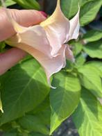 Brugmansia wit/roze stekken inclusief kunststof bloempot, Ophalen, Zomer, Volle zon