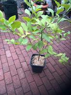 Citroenbomen, Tuin en Terras, Planten | Fruitbomen, Ophalen of Verzenden, Citroenboom