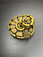 0.1 desertghost het cryptic 50% het pied, Dieren en Toebehoren, Reptielen en Amfibieën, Slang, Tam, 0 tot 2 jaar