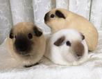 CALIFORNIA /NORMALE CAVIA GEZOCHT (2 zeugjes), Dieren en Toebehoren, Knaagdieren, Cavia