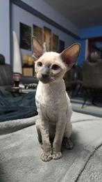 Prachtige Cornish rex kittens. Nog maar 1 Beschhikbaar!, Dieren en Toebehoren, Katten en Kittens | Raskatten | Korthaar, Meerdere dieren