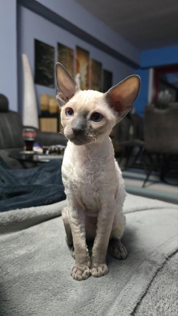 Prachtige Cornish rex kittens. Nog maar 1 Beschhikbaar!, Dieren en Toebehoren, Katten en Kittens | Raskatten | Korthaar, Meerdere dieren
